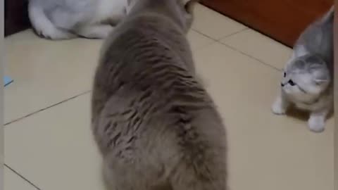 Funny Cat and Protective Mom