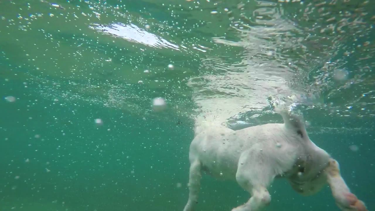 Dog Obsessed With Water Goes to Waterpark