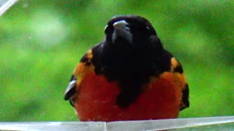 Oriole