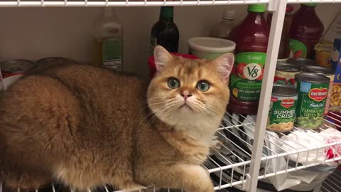 He knows he is not allowed to be in a pantry!