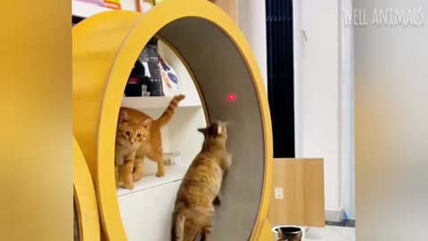 New lovely Cats and Dogs 😺🐶 Funny Animal 2023 😂 Funny Video