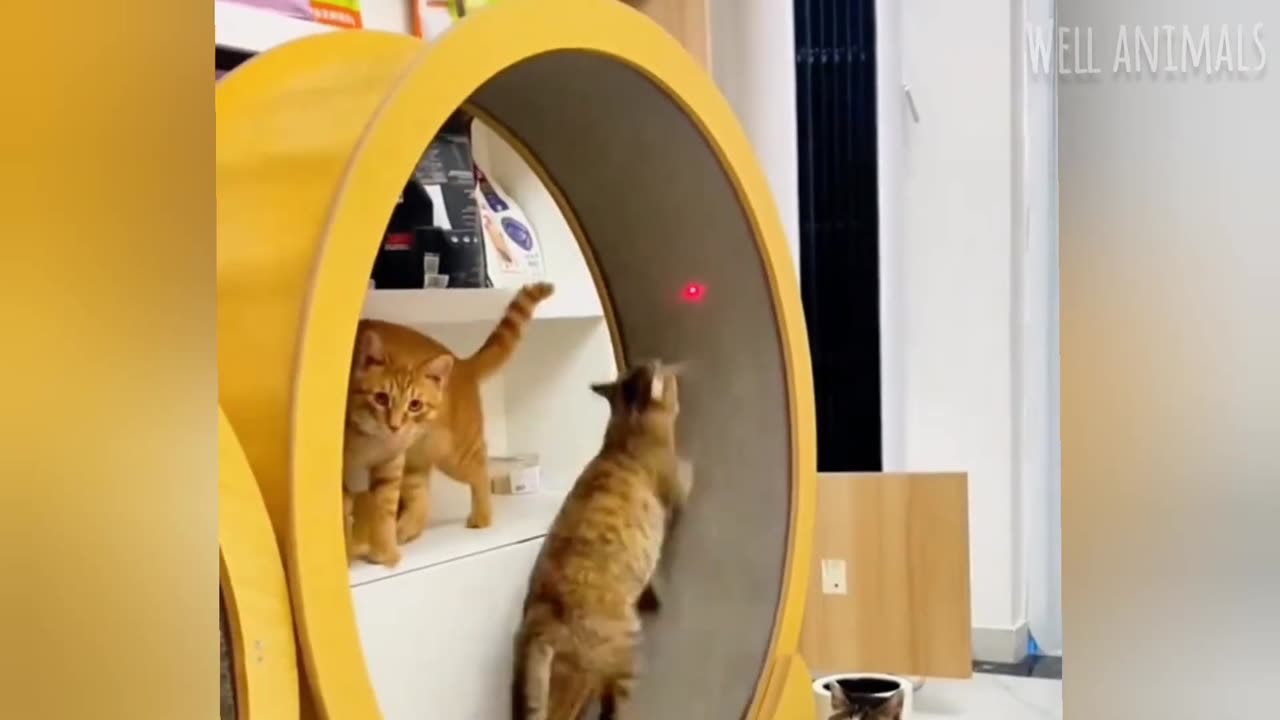 New lovely Cats and Dogs 😺🐶 Funny Animal 2023 😂 Funny Video