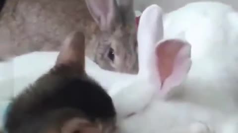 Animals Funny Moment capture in Camera #Funny #Viral #trending