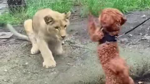 Afraid lion 🤣🤣🤣