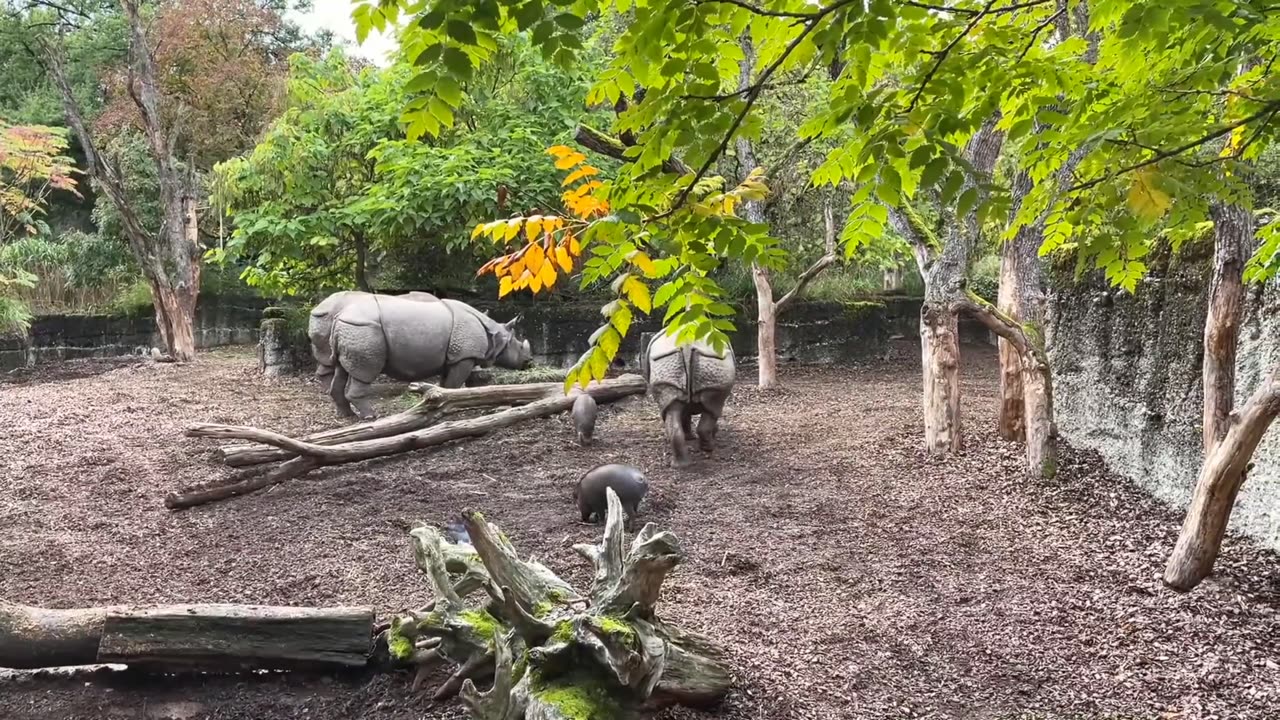 The baby Rhinos playing with Their mother Rhinos