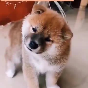 😍Cute and Funny Dog Compilation
