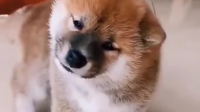 😍Cute and Funny Dog Compilation