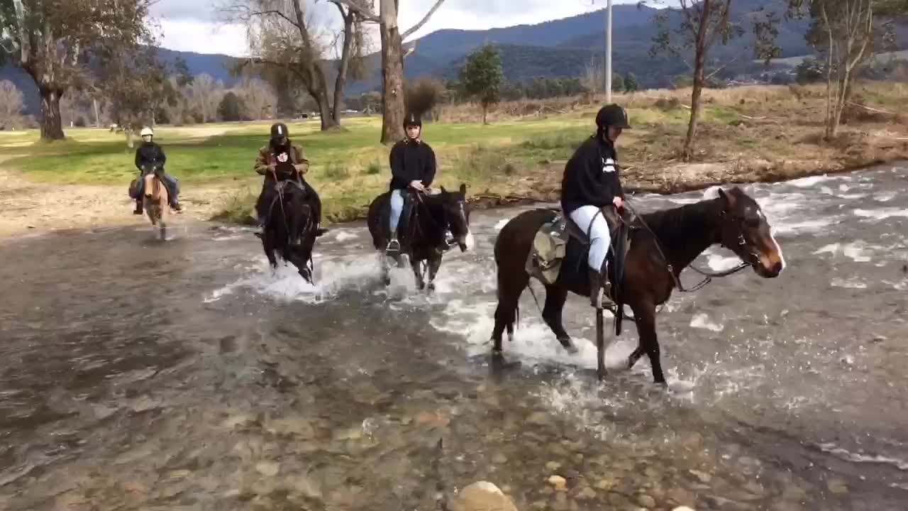 Alpine Horses