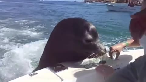 this woman feeds a hungry seal