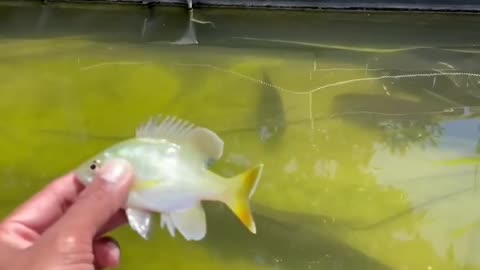 Feeding my pets