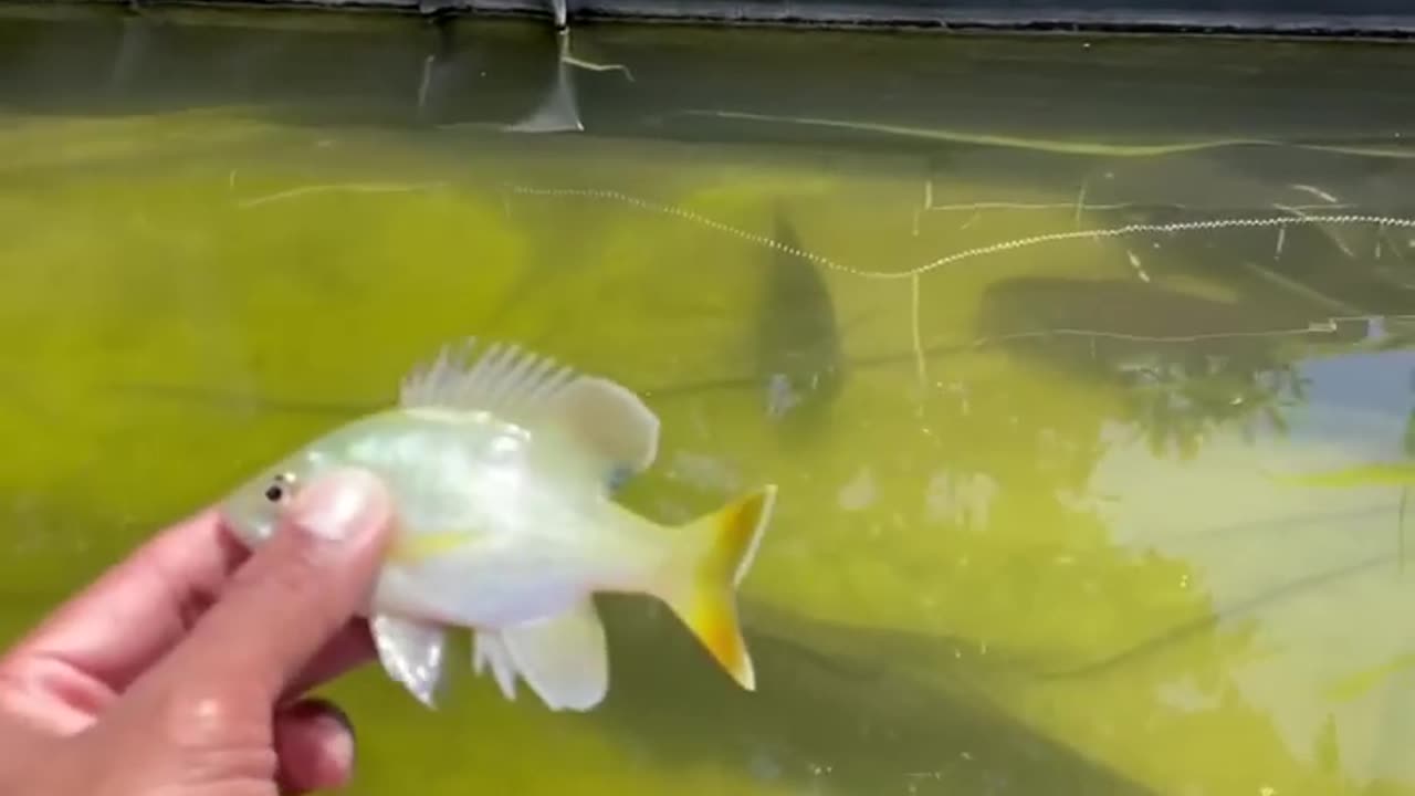 Feeding my pets