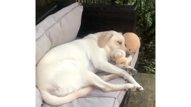 dog who loves stuffed octopus