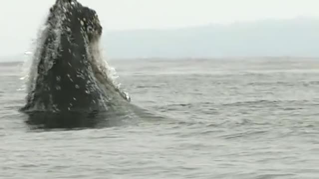 A huge whale leaps out of the water