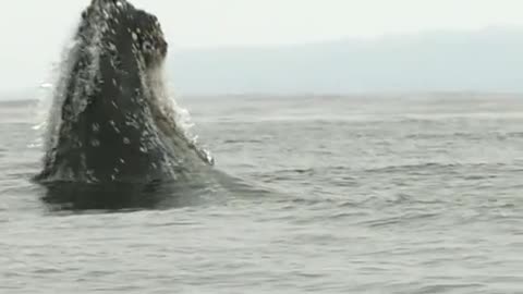 A huge whale leaps out of the water