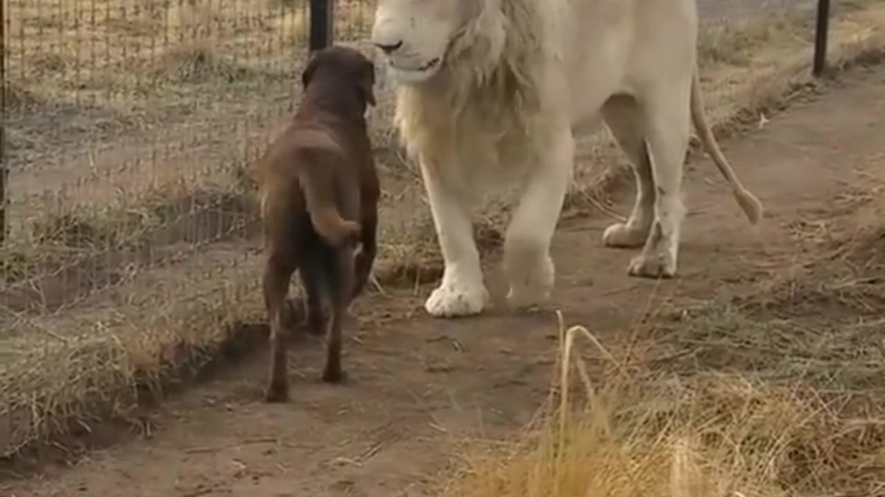 Lion asking dog for forgiveness.