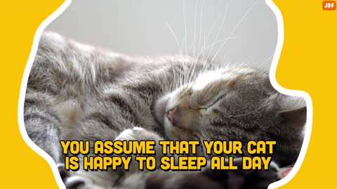 21 Ways You Are Hurting Your Cat Without Realizing-18