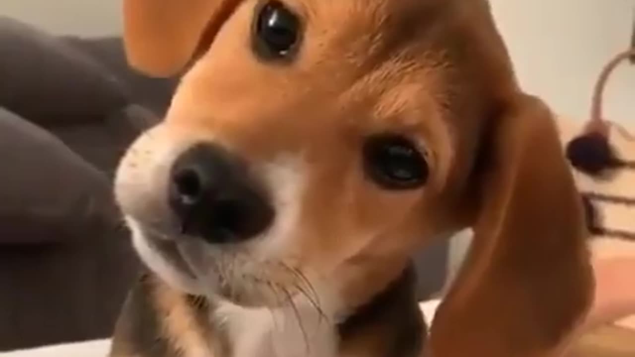 When you realize it's the weekend! This adorable pup's reaction says it all