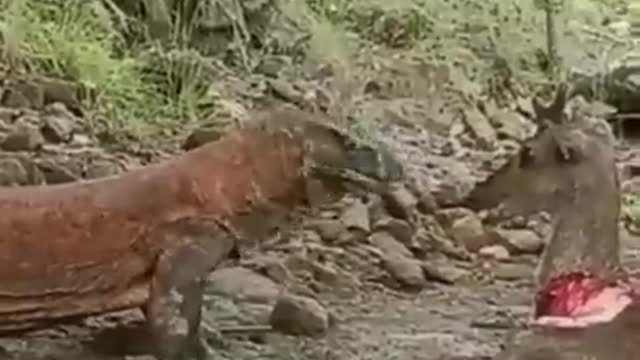 Komodo dragon 😱😱😱
