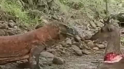 Komodo dragon 😱😱😱
