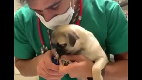 Funny dogs and cute cats