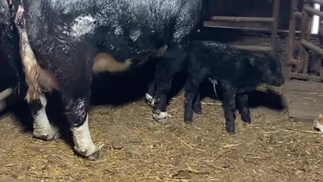 2 weeks early and in the snow…but calving has officially started #kansas #cows #farmlife