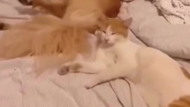 Funniest cats and dogs