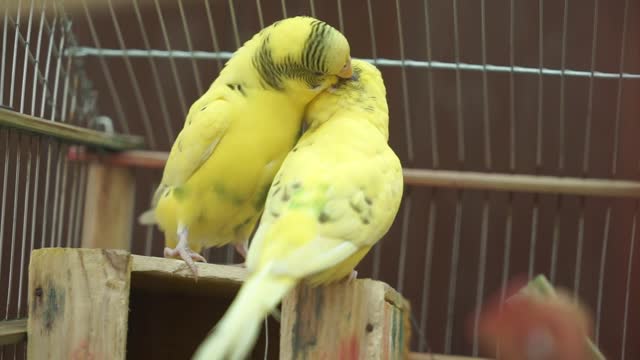 BirdsYellow love