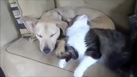 cat hugging a dog