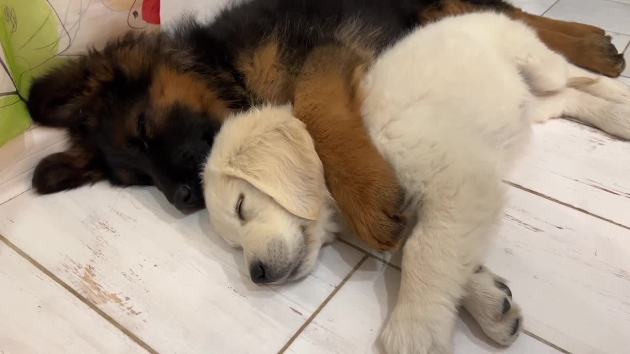 How the Cutest German Shepherd and Golden Retriever Puppies Sleep