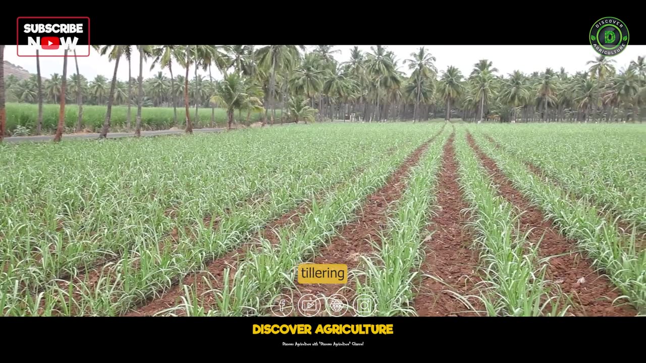 Integrated Nutrient Management in Agriculture_ Boosting Crop Productivity and Sustainability