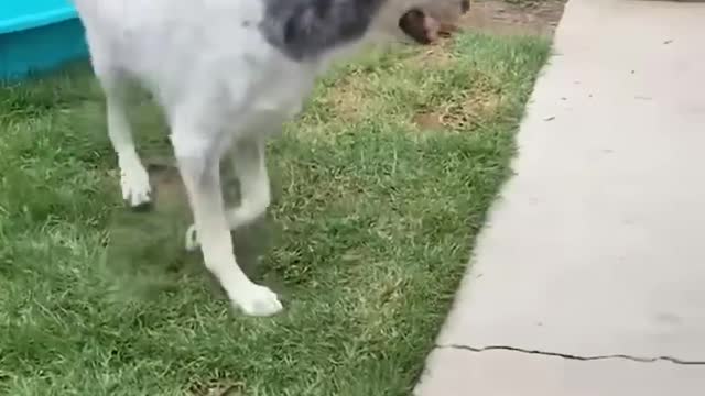 Dog Who Was Too Scared To Even Walk Loves To Play With Toys Now