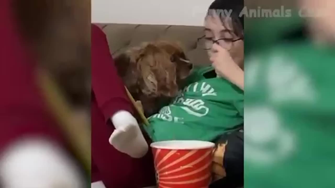 Funny Animal video