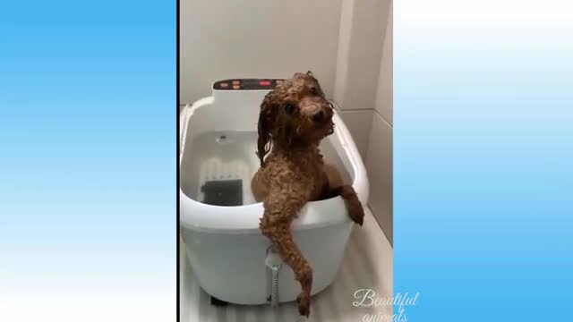 Cute cat and dog funny reaction