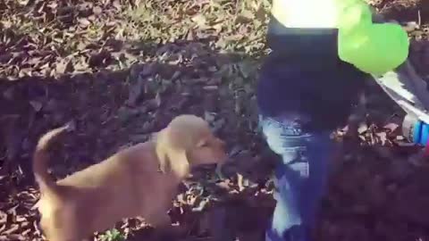 There are children and dogs