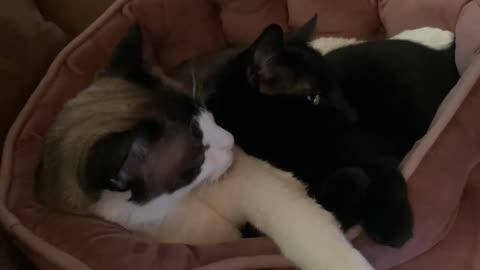 vKitty Hawk Clean Miss Mayday Ear