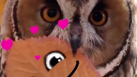 New Cute Friend 😍🤩❤️ #LeopARTnik #owl #owlsoftiktok #nature #naturelove #love #cute #wildlife