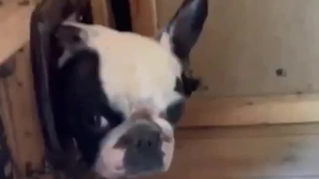 Adorable Dog Get Caught