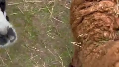 Funny animals video
