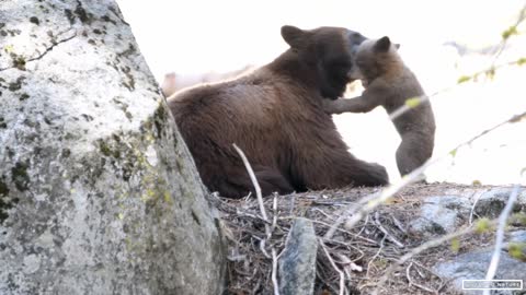 Mother Black Bear & Her Adorable Bear Cub in Sequoia National Park - California