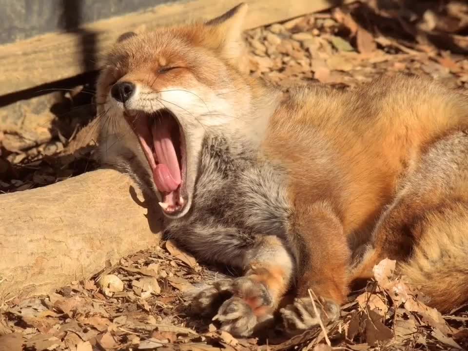 Everyone who takes a nap wakes up ~ it's time to go to work ~
