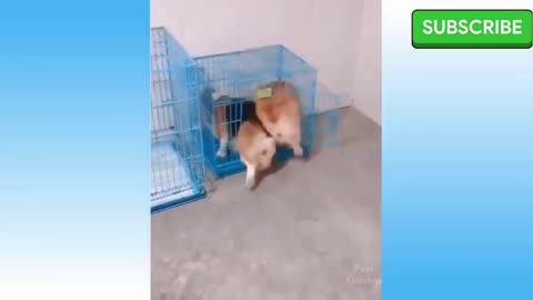 funny dogs, funny movement🐶