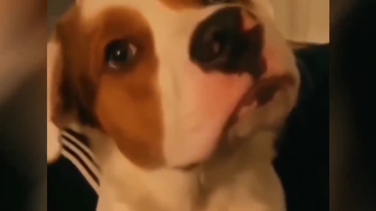 Funny animals compilation
