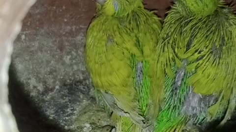 bird lover video#bird#greenprarot#lovebird