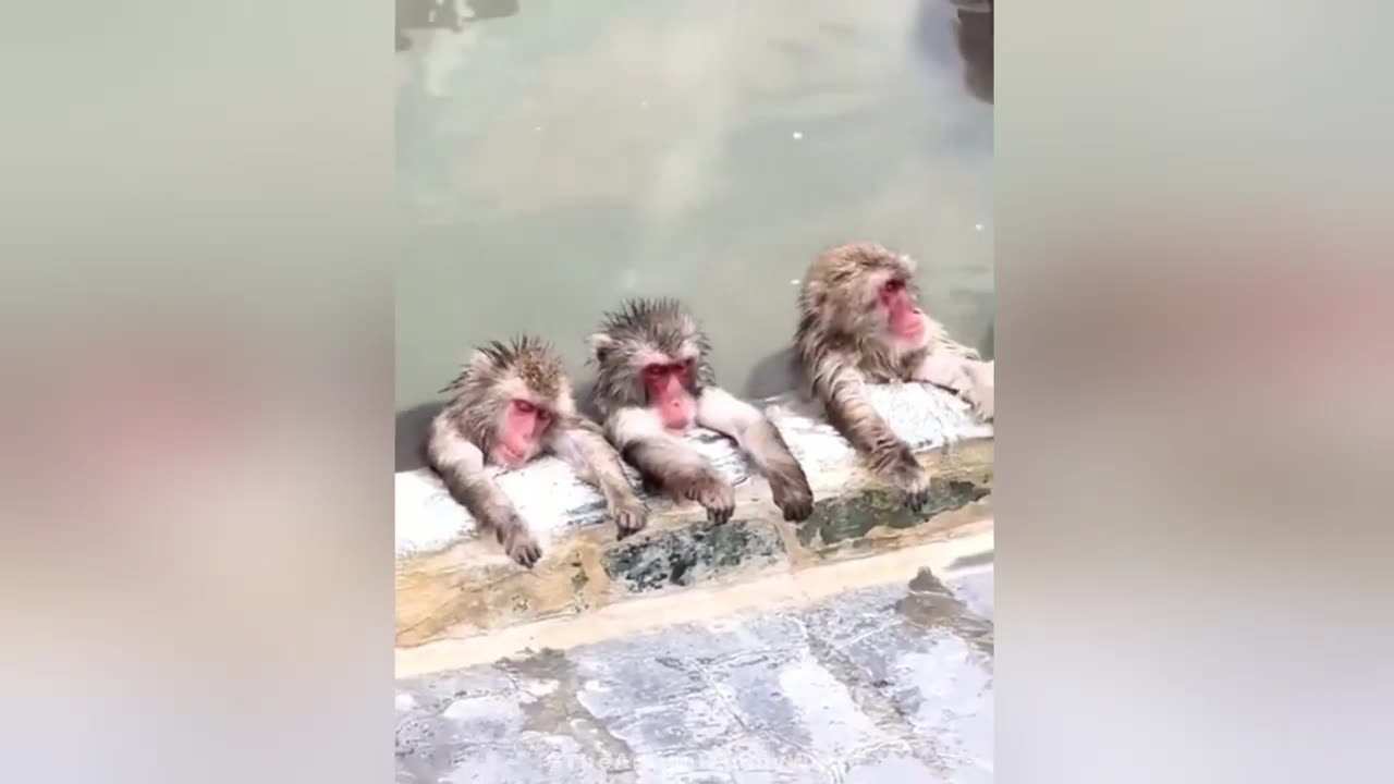 funny video