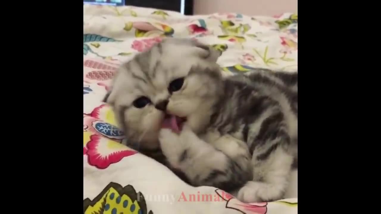 Cute Cat mama Play with kittens baby mama love with cat & cat baby