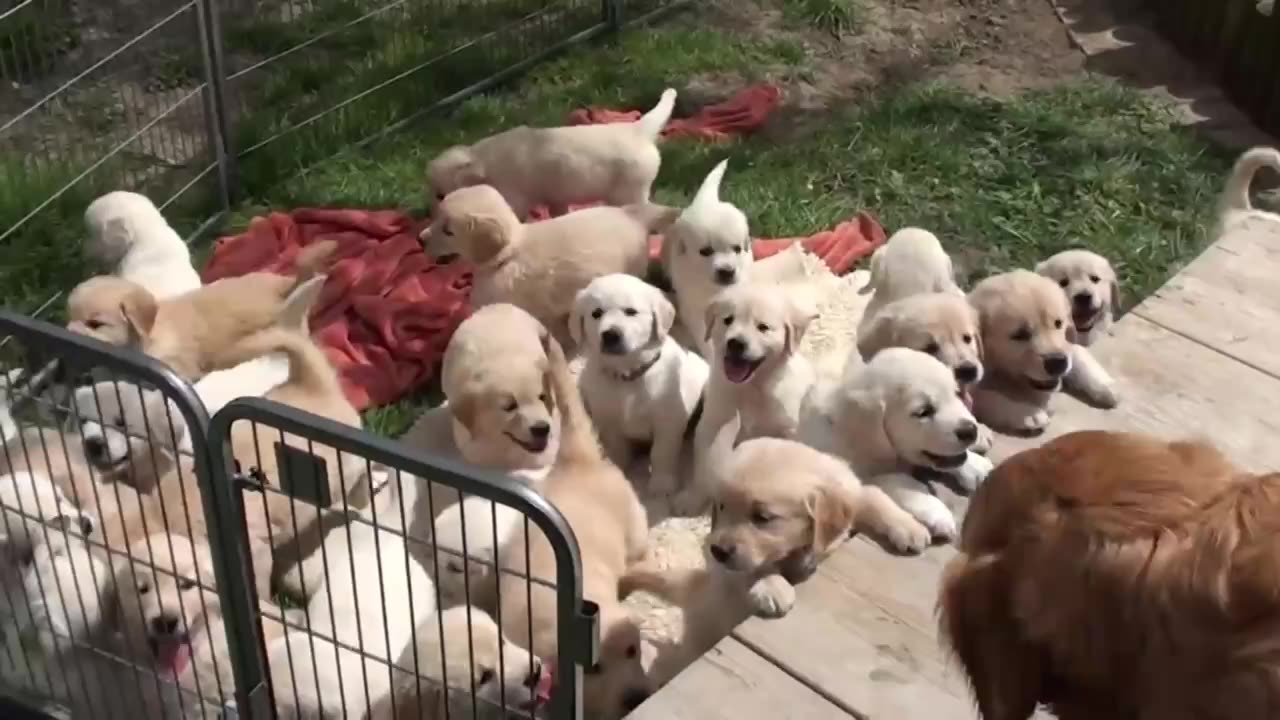 Small puppy loves their mom and very happy