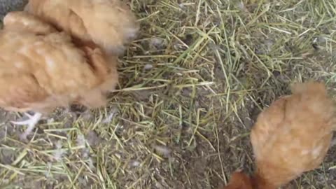 Red golden pheasant mating dance