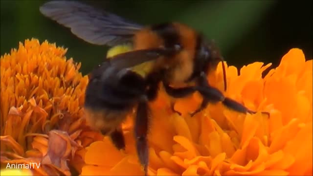 CLOSE UP OF BEES !!! (4K DEFINITION)