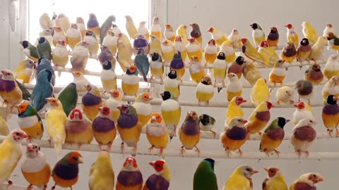 Gouldian finch colony | birds lover | gouldian lover