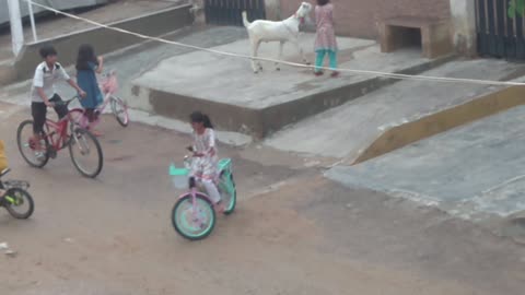 Umer and Maryam's Bakra Eid Bliss: Fun Moments with Our Furry Friend! 🐐🌙